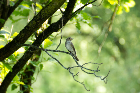 Spotted flycatcher (Muscicapa striata) sitting in a tree in Zurich, Switzerland