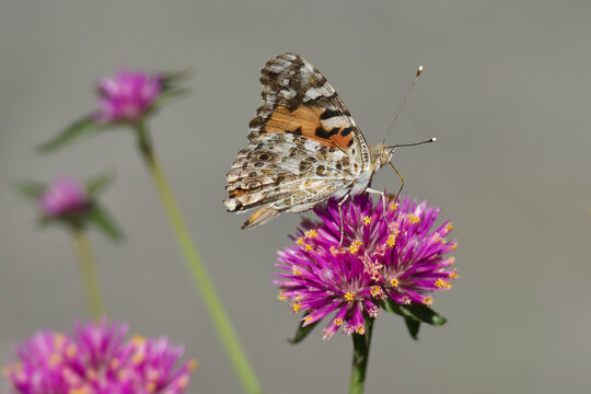 Painted Lady (Vanessa Cardui) Butterfly sitting on a pink flower in Zurich, Switzerland