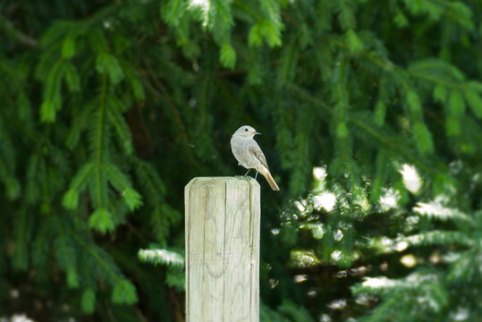 Black Redstart (Phoenicurus ochruros) sitting on wood post in Zurich, Switzerland