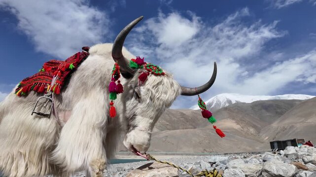White domestic yak on pebble shore of Baisha Lake with fur blowing in wind Bulunkou Xinjiang China