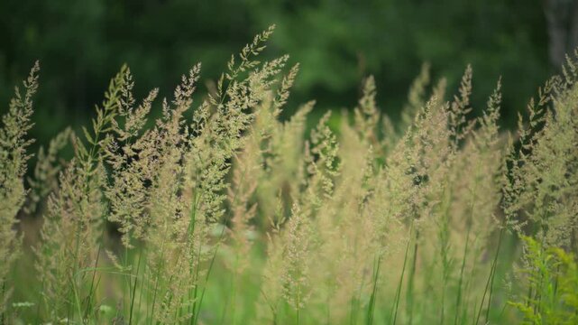 Tall grass seed heads in meadow field
