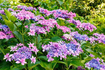 Obraz premium Beautiful pink lacecap hydrangea flowers blooming in early summer at Shimoda Park in Izu.
