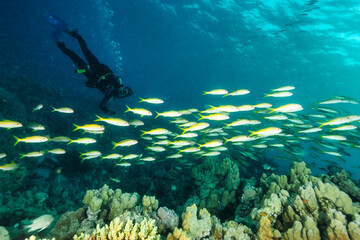 Snorkeler Exploring Vibrant Underwater Life Near Coral Formations With Schooling Fish © Aleksandr