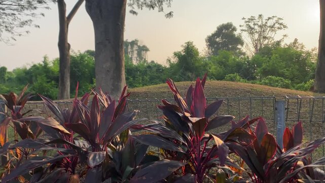 autumn leaves in the morning