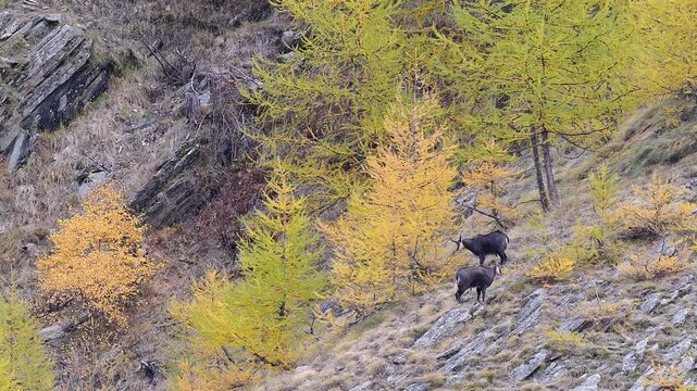 Two Alpine chamois males in the autumn season (Rupicapra rupicapra)