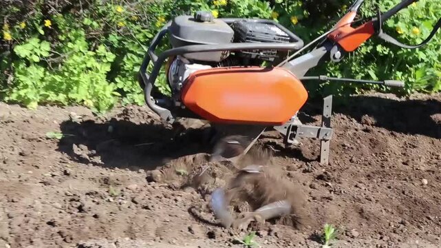 Gardener using motorized cultivator on the plantation. Plowing garden with a motor cultivator before planting potatoes and other crops