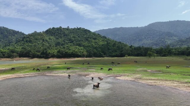Countryside landscape and water buffalos in thailand