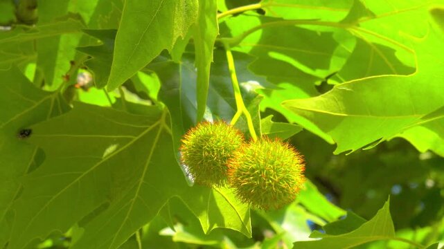 chestnuts on a tree