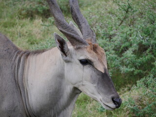 Close-up of an antelope in natural environment  © Tarikh Jumeer