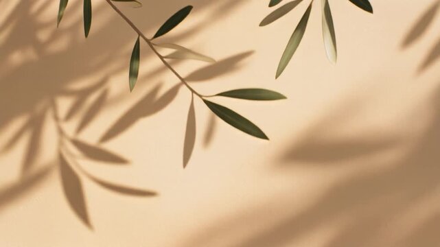 Ultra realistic olive branch shadow overlay drifts across warm beige plaster in Mediterranean sunlight, creating a premium seamless botanical video overlay with elegant natural movement.