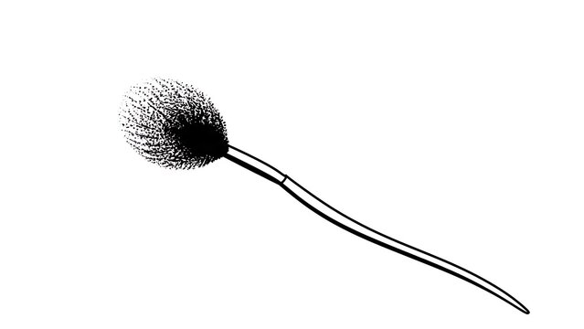 Black and white pollen grain illustration white background.