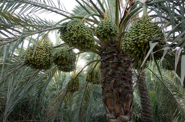 Fototapeta premium Green raw dates hanging in bunches from palm tree br