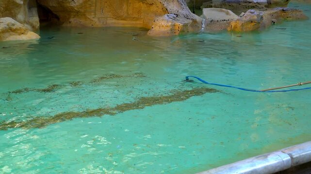 Rome, Italy. Cleaning up thrown coins into the fountain. Trevi Fountain - Sculptural fountain in the Rococo style, built by N. Salvi in 1762. Summer day