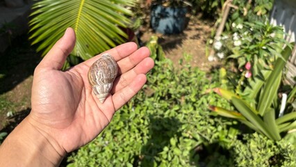 hand holding a snail shell © Syaifudin
