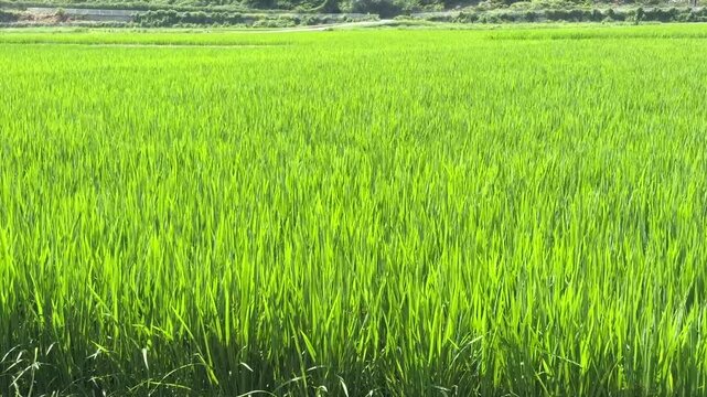 日本の原風景、田んぼ