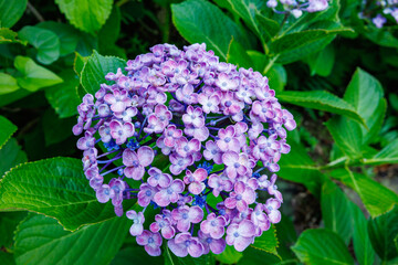 Fototapeta premium Beautiful purple popcorn hydrangea flowers blooming in Shimoda Park in early summer.