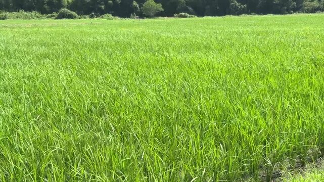 日本の風景、田んぼ、夏