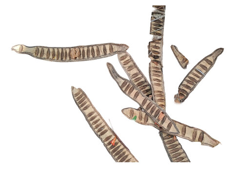 Isolated dry leguminous seed pods cluster showing segmented structure and visible internal seeds on transparent background. Some pods tied with string. Botanical texture resource for design works.