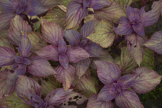 close up Purple Perilla frutescens leaves.