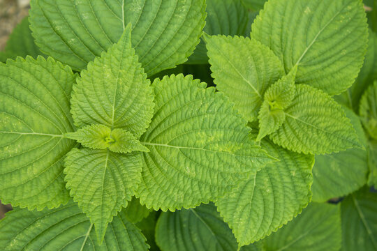 This is a close-up of a perilla leaf.