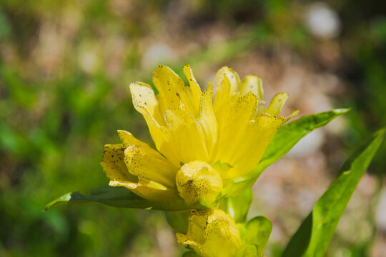 Gentiana punctata, commonly known as spotted gentian.