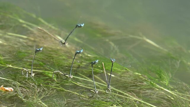 Group of azure damselflies in tandem position performing vertical guarding during egg-laying process in a pond