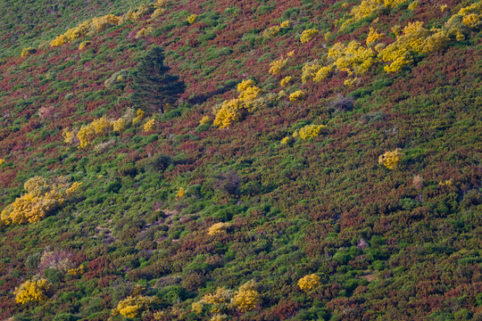 &Aacute;rbol solitario en una ladera de monta&ntilde;a con matorral y flores amarillas