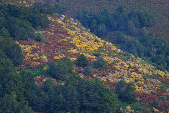 Ladera de monta&ntilde;a con matorral mediterr&aacute;neo y arbustos con flores amarillas
