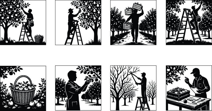 Silhouette vector set of farmers harvesting fruit in orchards, picking apples, pruning trees, and sorting