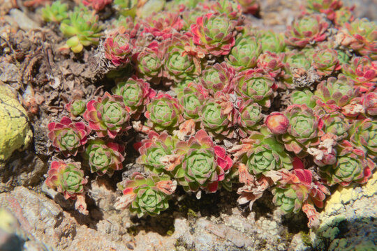 Androsace brevis, a rare plant growing only in the western Orobie Alps, above 2000mt. Lombardy, Italy