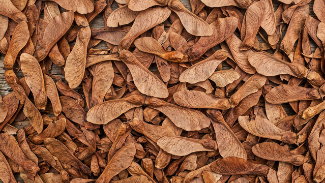 Pile of dried brown maple seeds texture background