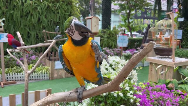 A macaw is scratching its chin, acting suspicious