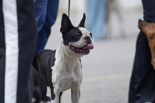 A joyful moment during a walk: a spotted terrier on a leash, full of energy and delight, enjoys every moment in the open air.