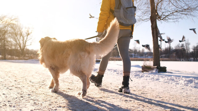 Woman Walking With Golden Retriever Dog In The Park During Winter View From Behind
