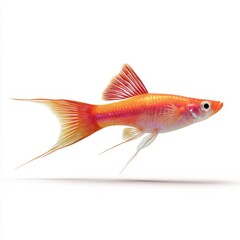 Fototapeta premium Vibrant Orange And Red Lyretail Swordtail Fish Isolated On A Plain White Background