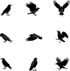 Obraz premium Nine black raven silhouettes in various flying poses