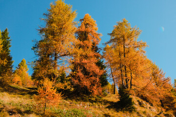 Fototapeta premium Stunning autumnal colors of the larches in the Orobie Alps. Carona, province of Bergamo, Lombardy, Italy