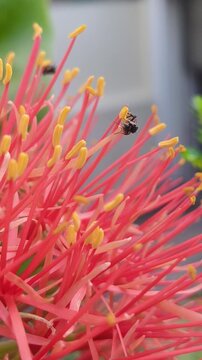 A sharp, close-up video of a stingless bee collecting yellow pollen from a lily blood flower.
