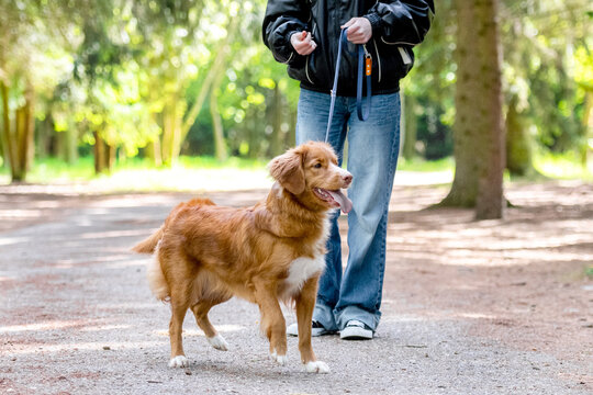 Teen Girl Walking A Toller Retriever Dog In The Park In Spring