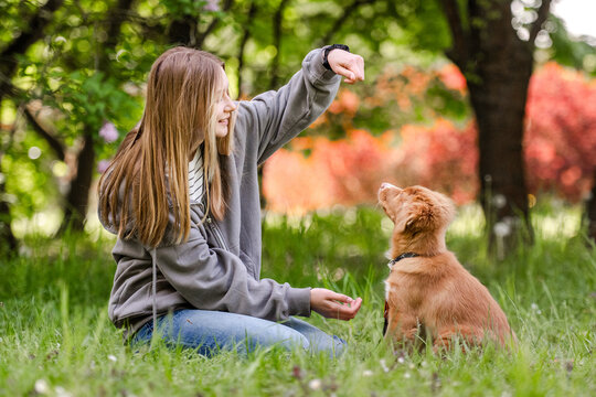 Teenage Girl Plays With An Adorable Toller Retriever Puppy In The Grass