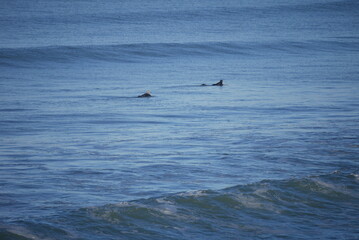 Fototapeta premium Two surfers waiting for the next wave, cold water, fully covered wetsuits, Pacific waves New Brighton beach in Christchurch, Aotearoa New Zealand