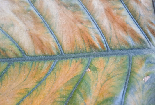 macro full frame texture of colorful taro leaf with prominent veins pattern background