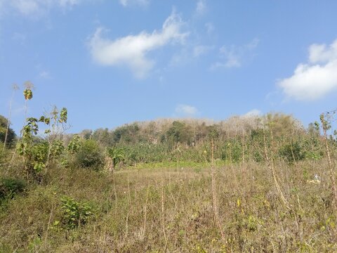 A stretch of wild grass grows in an open field against a backdrop of blue skies and white clouds. The atmosphere appears dry, yet it still exudes a serene, natural beauty.