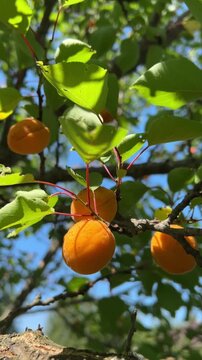 Apricots hang from tree branches surrounded by green leaves, basking in sunlight against a clear blue sky. The scene captures the essence of a fruitful summer day