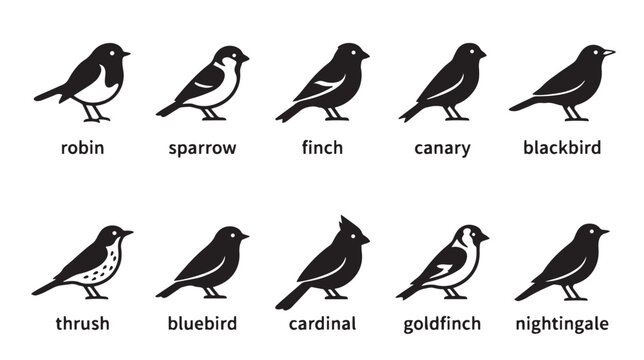 Minimalist bird icons set, 10 black songbird silhouettes with labels, robin sparrow finch canary blackbird thrush bluebird cardinal goldfinch nightingale vector