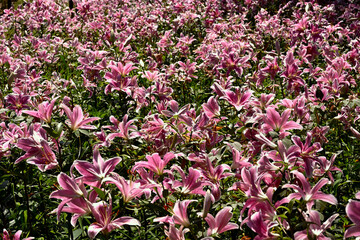 Fototapeta premium 神戸布引ハーブ園、ユリの花、百花繚乱