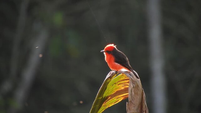 red billed toucan