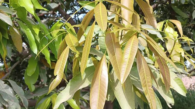 Young mango tree leaves with fresh golden green foliage and natural botanical texture in sunlight