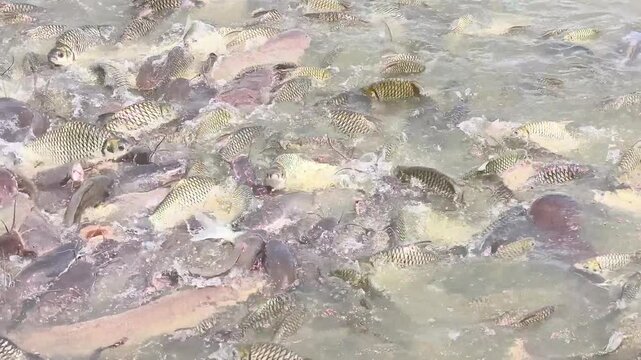 Many fish in a lake in Laos