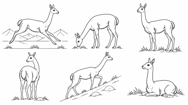 Vicu?a Set in Various Poses, Hand-Drawn Wildlife Illustration